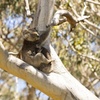 Image 1: Little Koala Walking Tour