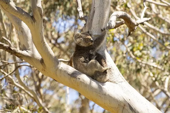Little Koala Walking Tour - Primary Image