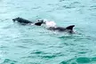 Crab Island Adventure - Second Medium