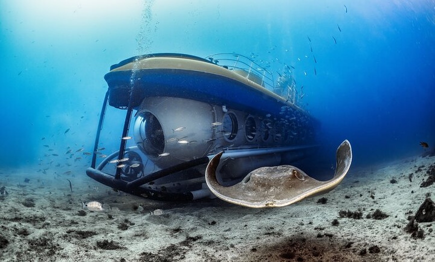Image 11: Tour submarino Tenerife: una experiencia submarina de 1 hora