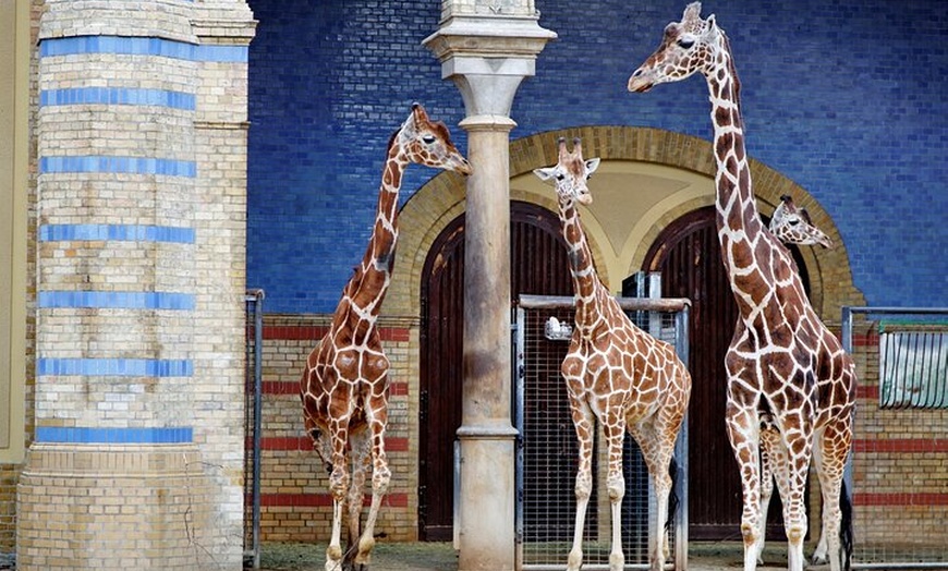 Image 2: Privater Transport zum Berliner Zoo