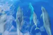 2 Hour Maui Dolphin Watch Sightsee Raft Tour (Semi-Private) - Second Medium