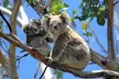 Best of Melbourne City & Wildlife Sanctuary for Cruise Passengers - Image 5