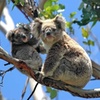 Image 5: Best of Melbourne City & Wildlife Sanctuary for Cruise Passengers