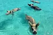 Exuma Island and Cays Tour - Second Medium