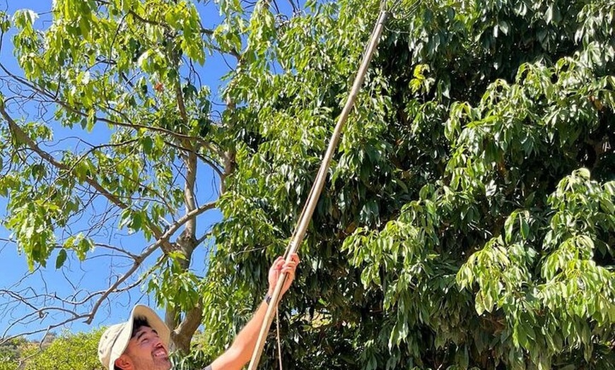 Image 5: Tour Guiado Explora nuestra Finca de Café y Frutas Tropicales