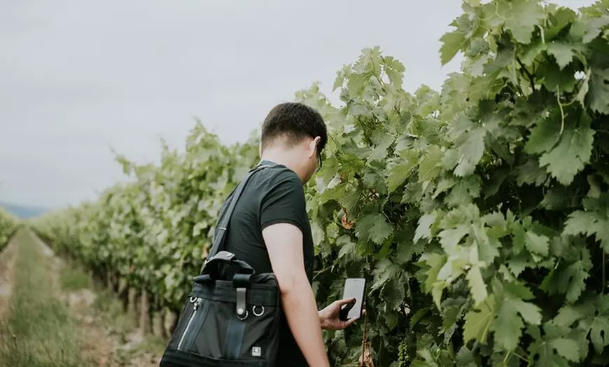 Image 5: La Rioja: Un Viaje a Través de Viñedos y Tradición