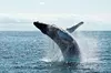 New York City Whale Watching and Wildlife Tour