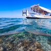 Image 9: Reef Tour with SCUBA Dive from Cairns, pontoon with activities