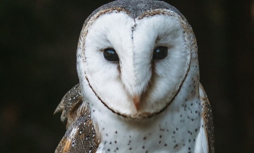 Image 3: Buderim Forest Flight Owl Encounter and Tour