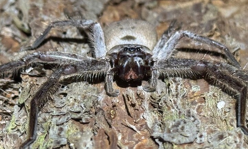 Image 31: Sydney Guided Wildlife Walk Explore Birds and Nature