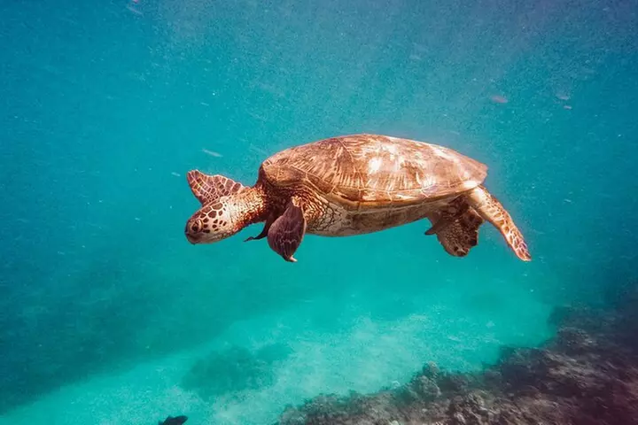 90 Minute Turtle Canyon Waikiki Catamaran Snorkel
