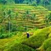Image 3: ✈ BALI | Ubud & Legian - Découverte des Traditions Balinaises, 7 nu...
