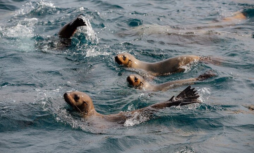 Image 11: Whale Watching Cruise from Tidal River