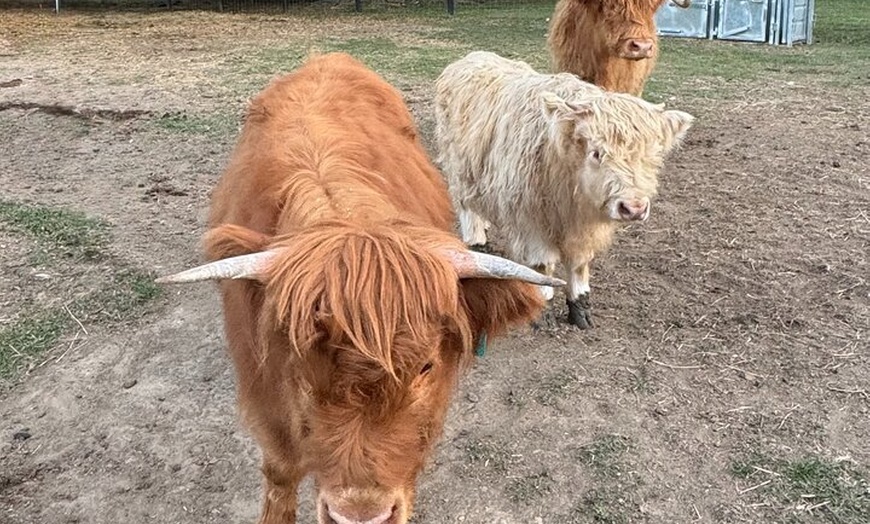Image 4: Highland Cow Experience