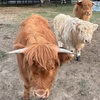 Image 4: Highland Cow Experience