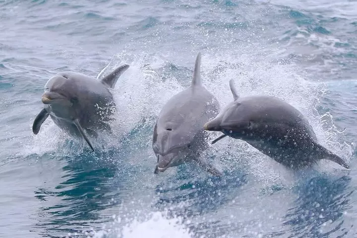 West Harbor LA Whale and Dolphin Watching Cruise