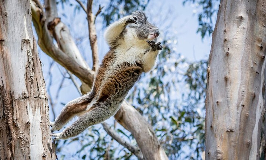 Image 2: Great Ocean Road Private Group Tour in Melbourne