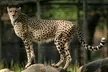 Classic Safari Adventure at Safari West - Second Medium