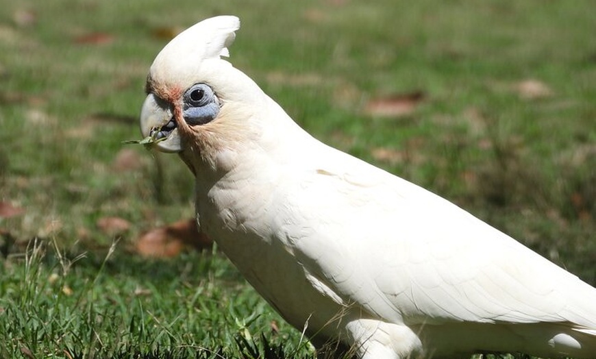 Image 19: Sydney Guided Wildlife Walk Explore Birds and Nature