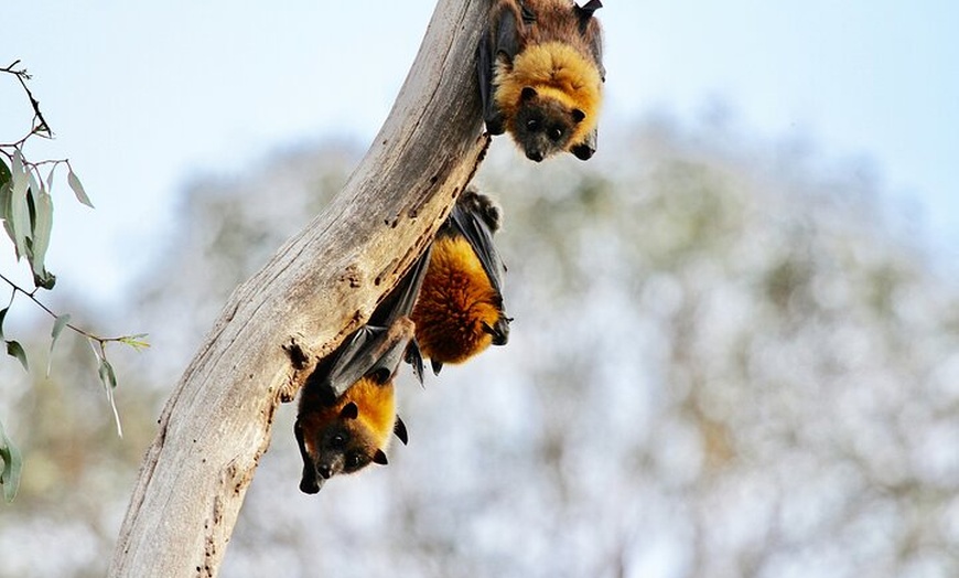 Image 9: Melbourne Tour: Walk the Yarra & Heritage Convent Experience