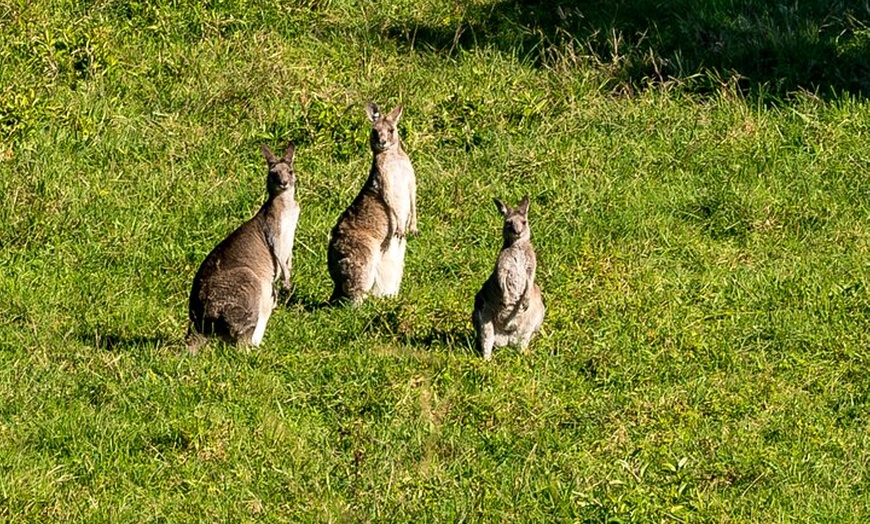 Image 9: Sea Cliff Bridge Tours with Whale Watching and Wine Tasting