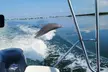 Anna Maria Island Dolphin Sightseeing Adventure - Second Medium