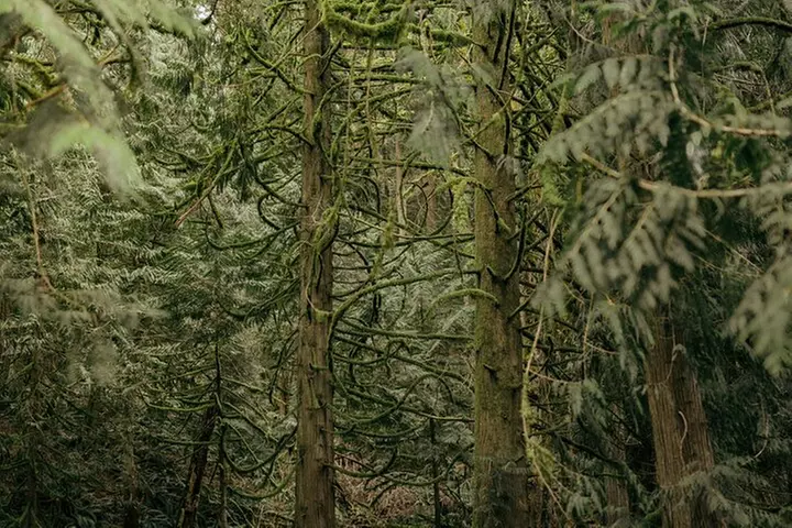 Visit Snoqualmie waterfall and an old forest (Transport Included)