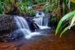 Glow Worms - Nocturnal Rainforest/Waterfall Adventure - Image 5