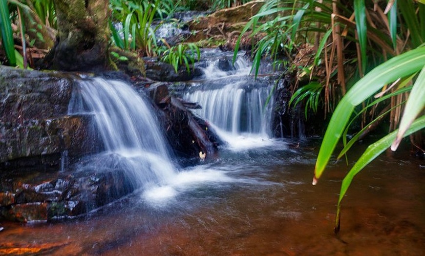 Image 5: Glow Worms - Nocturnal Rainforest/Waterfall Adventure