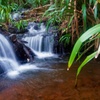Image 5: Glow Worms - Nocturnal Rainforest/Waterfall Adventure