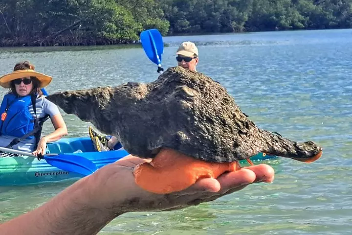 Rookery Bay Kayak Adventure – Mangroves, Wildlife & Photos