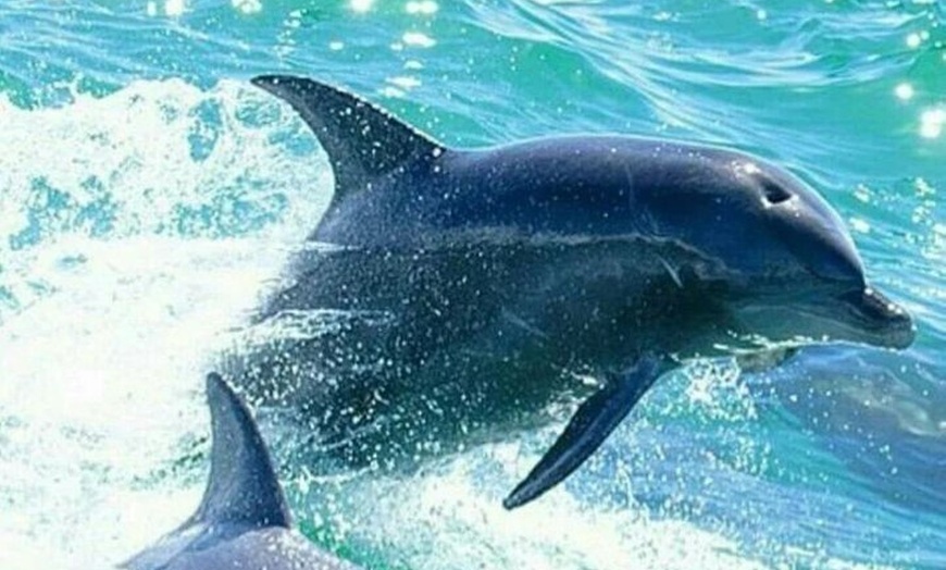 Image 7: Noosa ocean adventure & Dolphin safari.