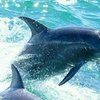 Image 7: Noosa ocean adventure & Dolphin safari.