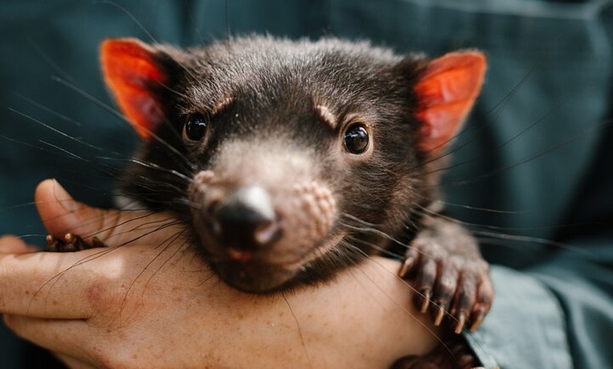 Image 18: 6 Day Island Icons Tassie Day Tour Bundle