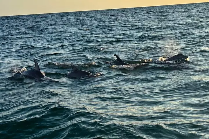 Private 2-Hour Dolphin and Sightseeing Tour