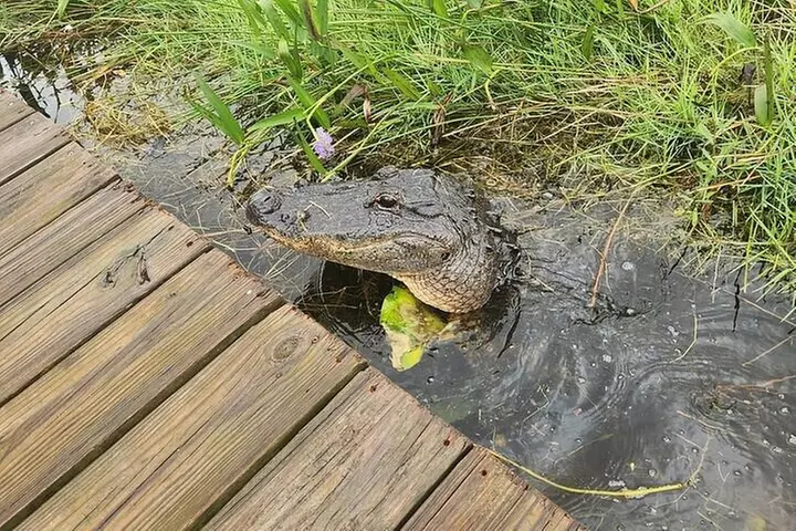 Everglades National Park Biologist Led Adventure: Cruise, Hike + Ai...