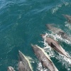 Image 1: Excursión de avistamiento de delfines en Gibraltar desde Jerez