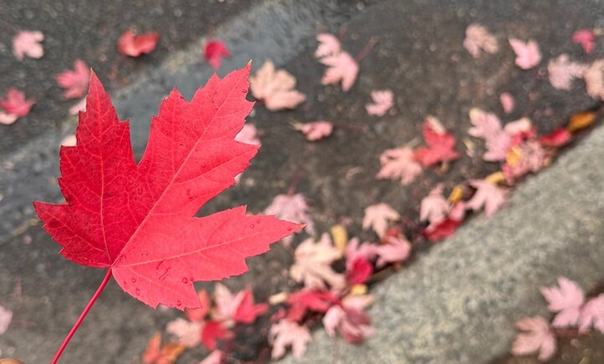 Image 7: "Discover Hahndorf: Wine, Cheese, Beer, Shops & Lunch Day Trip"