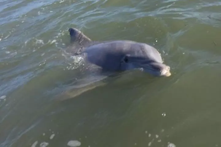Private Disappearing Island Dolphin Tour