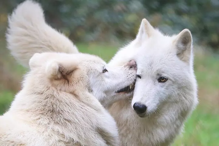 Wolf Experience