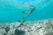 Kailua Bay, Oahu: Epic Kayak and Snorkel to Islands with Lunch - Second Medium