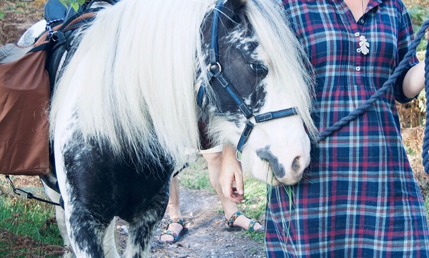 Image 11: Pack Pony Wild Camping in Ancient Woodland, Dorset