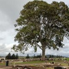 Image 2: Cemetree Tour, Roots of Toowoomba's History from Harristown