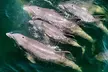 Daily Dolphin Cruise + Sightseeing Tour on Pensacola Beach - Second Medium