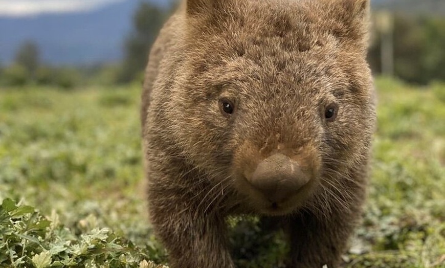 Image 2: Cradle Mountain Half Day Park Explorer Tour with Lunch