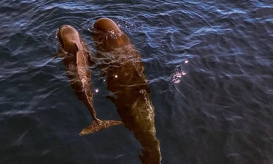 Image 7: Tour Avistamiento Ballenas y Delfines en Barco de grupo reducido
