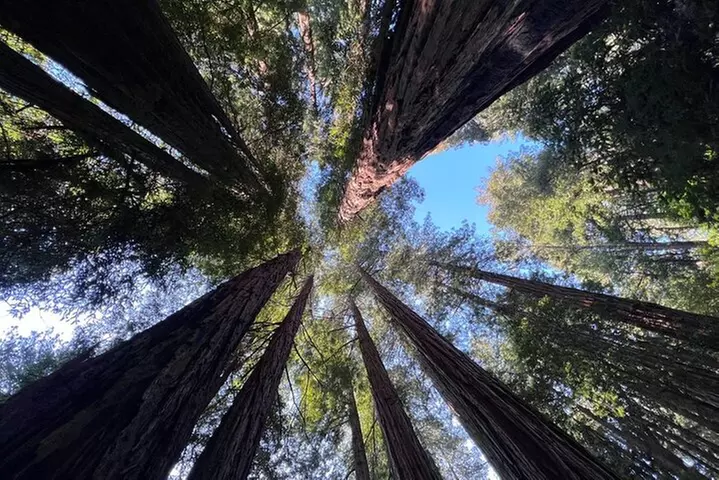 San Francisco Bay Cruise, Muir Woods and Sausalito Combo Tour - Primary Image