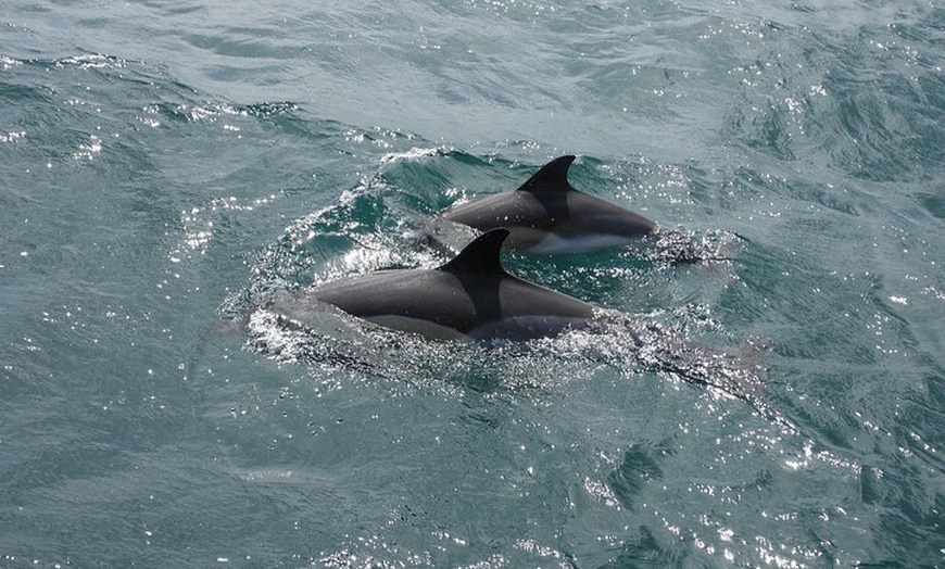 Image 5: Avistamiento de Delfines en Gibraltar desde la Costa Cádiz