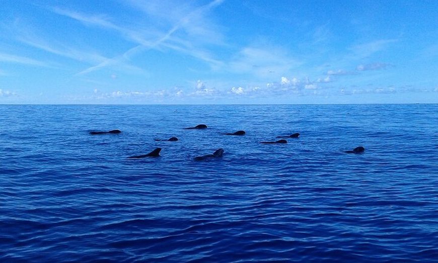 Image 5: Safari de ballenas hasta Los Gigantes con recogida desde Norte